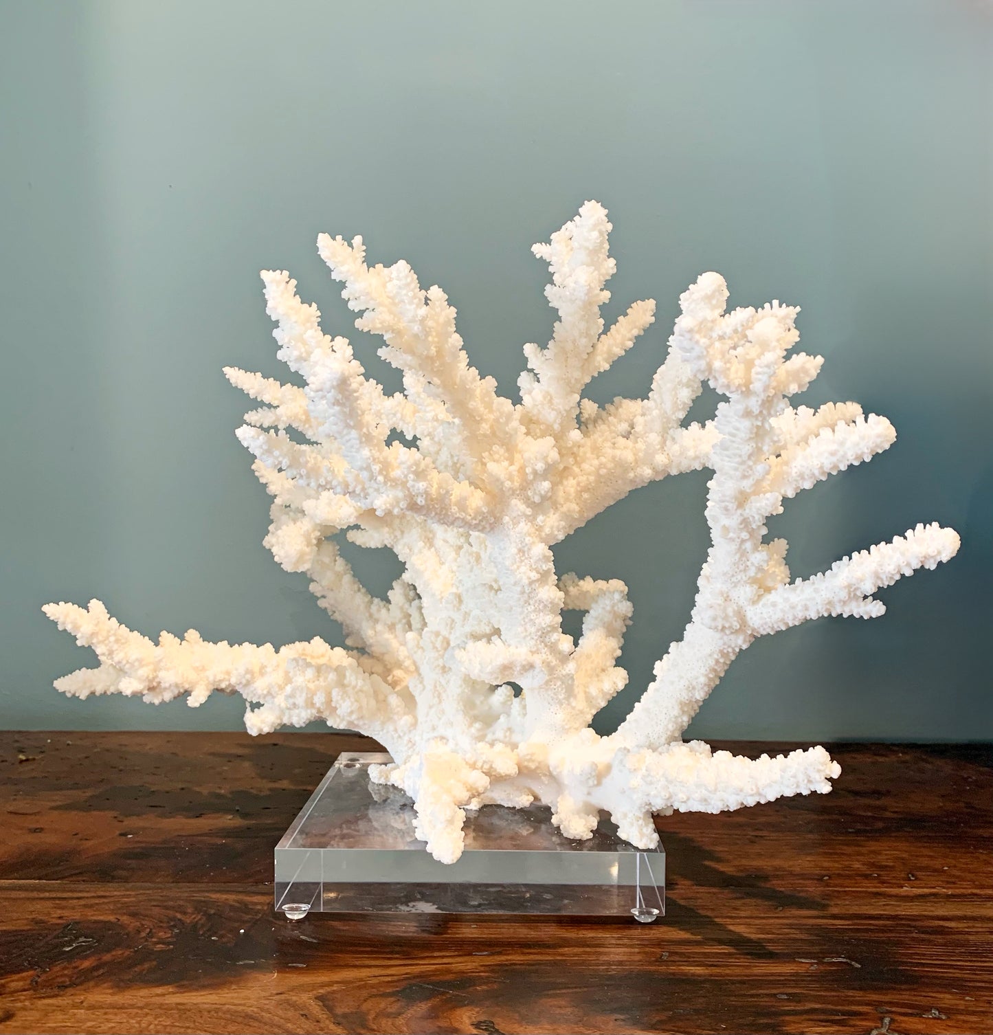 White Branch Coral