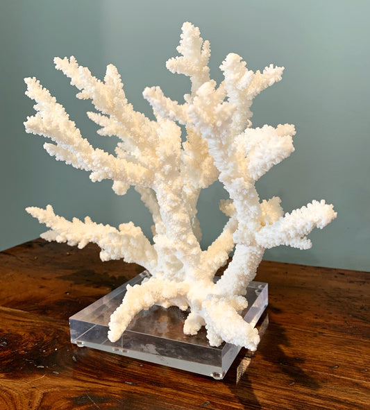 White Branch Coral