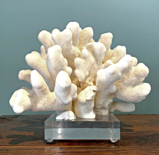 White Finger Coral